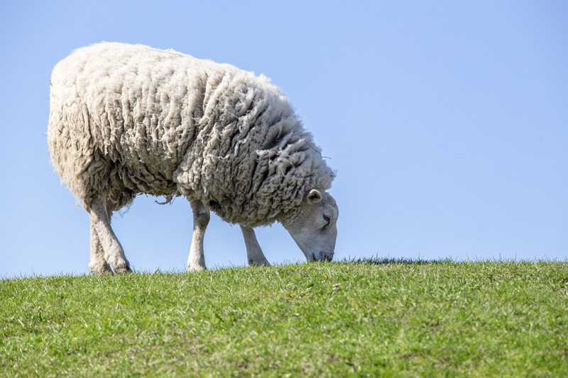 2023 schapen grazen // weiland_bij.jpg (43 K)