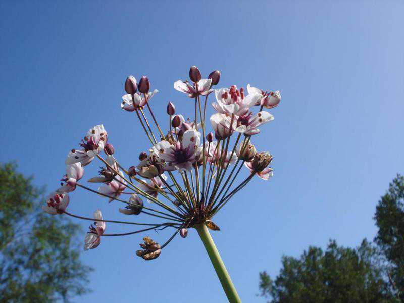 2024&nbsp;-&nbsp;Zwanenbloemen&nbsp;bij&nbsp;Westbroekplas&nbsp;//&nbsp;zwanenbloemen_bij_westbroekplas.jpg&nbsp;(37&nbsp;K)