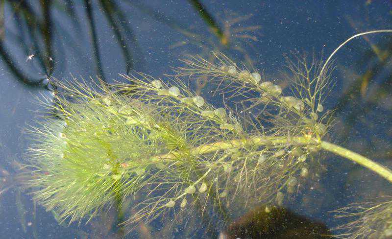 2024&nbsp;-&nbsp;Waterplant&nbsp;in&nbsp;Westbroekplas&nbsp;//&nbsp;waterplant_westbroekplas.jpg&nbsp;(54&nbsp;K)