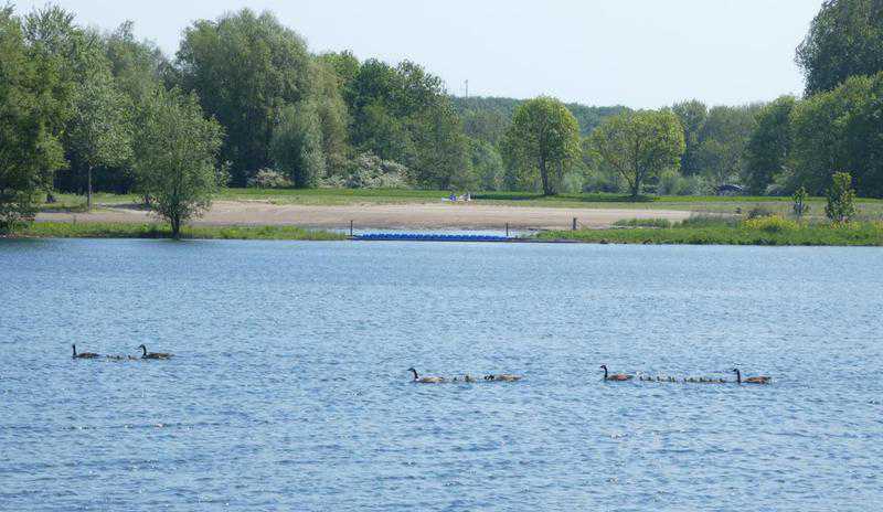 2024&nbsp;-&nbsp;Canadese&nbsp;ganzen&nbsp;op&nbsp;Westbroekplas&nbsp;//&nbsp;canadeze_ganzen_westbroekplas.jpg&nbsp;(52&nbsp;K)