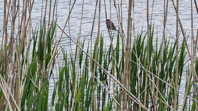 2024&nbsp;-&nbsp;Mus&nbsp;in&nbsp;het&nbsp;riet&nbsp;bij&nbsp;Westbroekplas&nbsp;//&nbsp;mus_in_het_riet_bij_westbroekplas.jpg&nbsp;(82&nbsp;K)